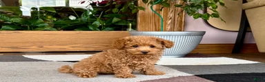 Maltipoo 1