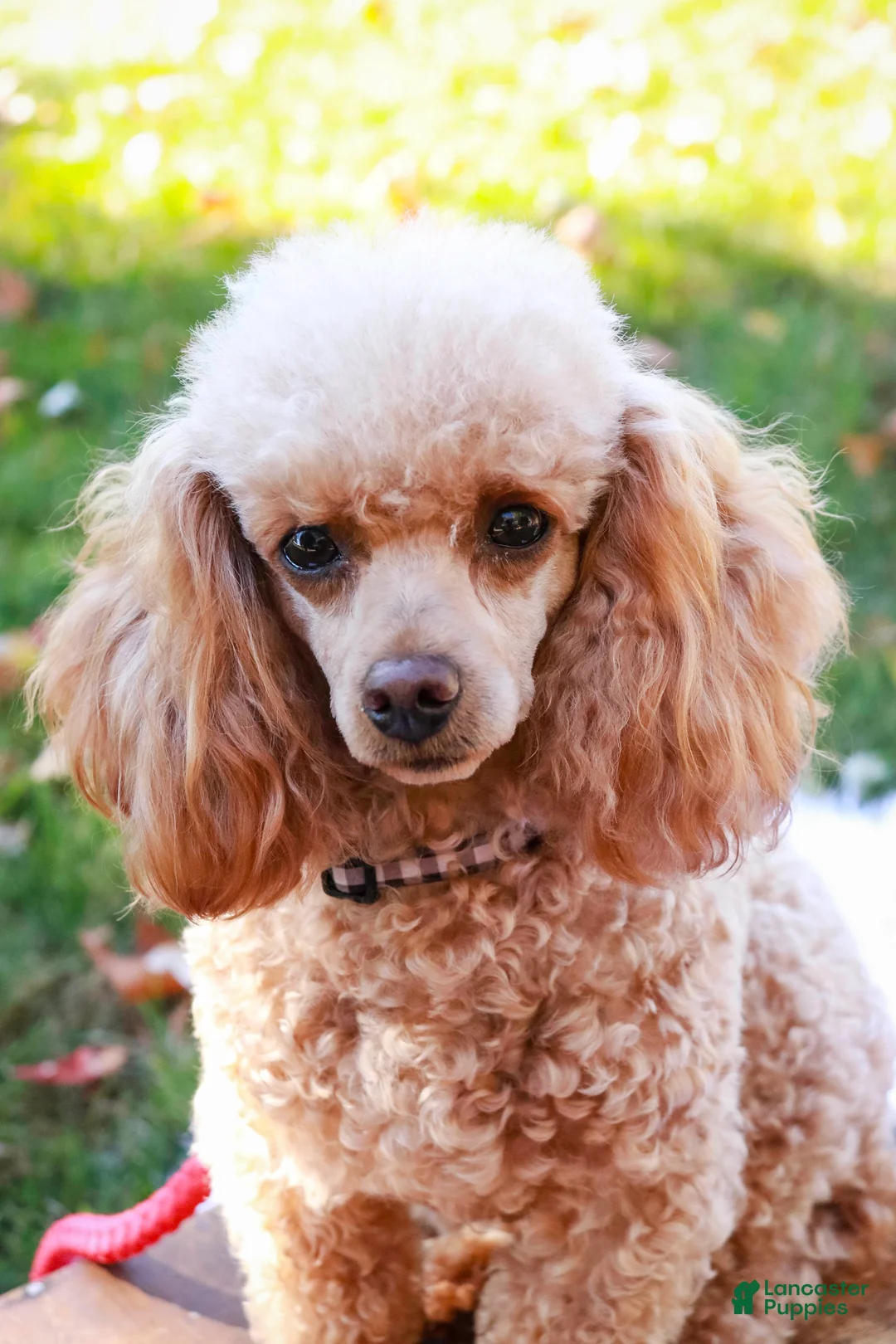 Miniature Poodle dogs for sale: Eden - Ad 7