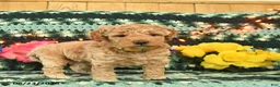 Mini Goldendoodle dogs for sale: Goldilocks  - Ad 4