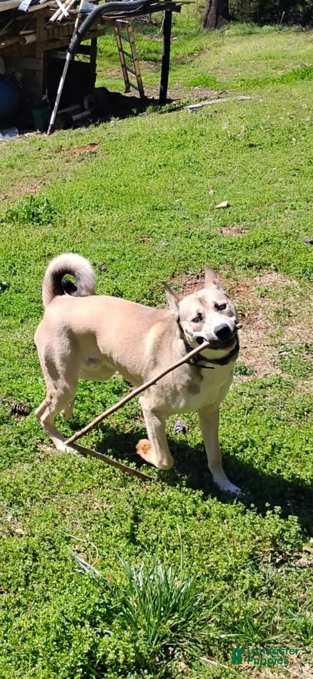 Affenpinscher dogs for sale: Tanner - Ad 2