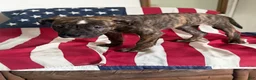 American Bully dogs for sale: American Bully 2.    (Angus) - Ad 5