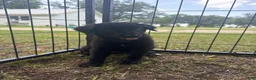 Mixed Breed dogs for sale: Hallie - Ad 1