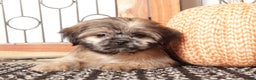 Shih Tzu dogs for sale: Harry - ACA Shih Tzu  - Ad 3
