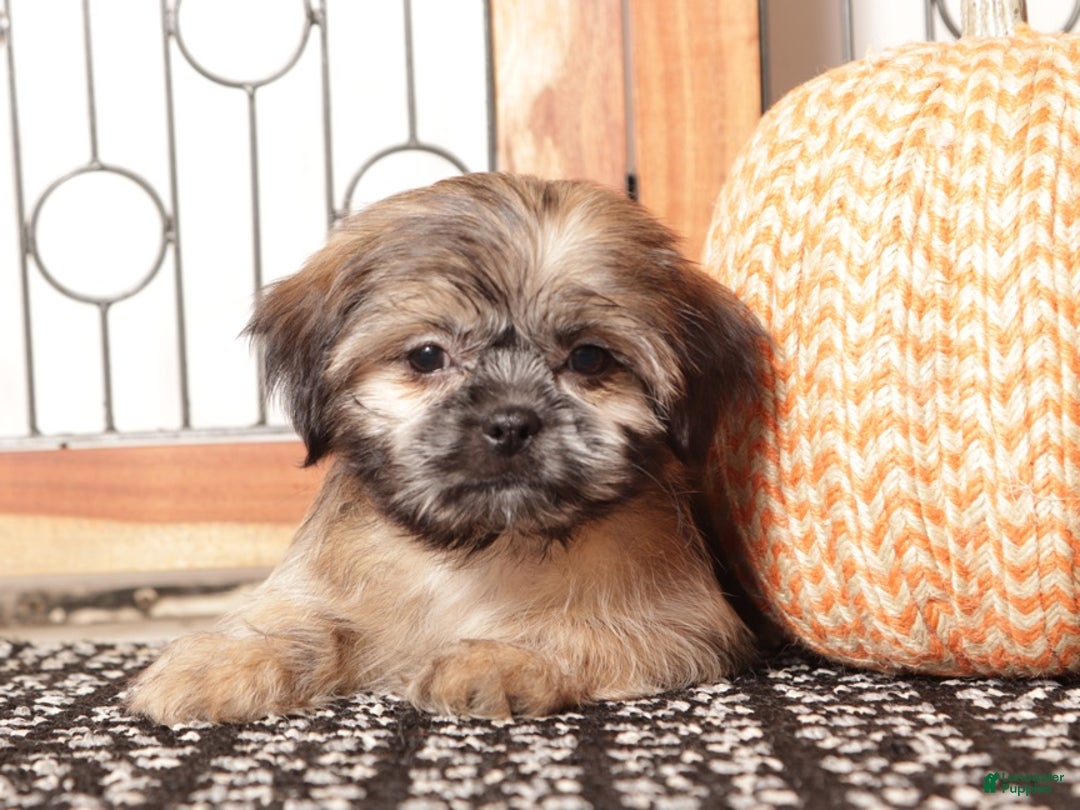 Shih Tzu dogs for sale: Harry - ACA Shih Tzu  - Ad 3