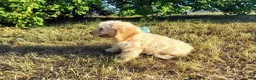 Mini Goldendoodle dogs for sale: Mini Goldendoodle 8 - Ad 8