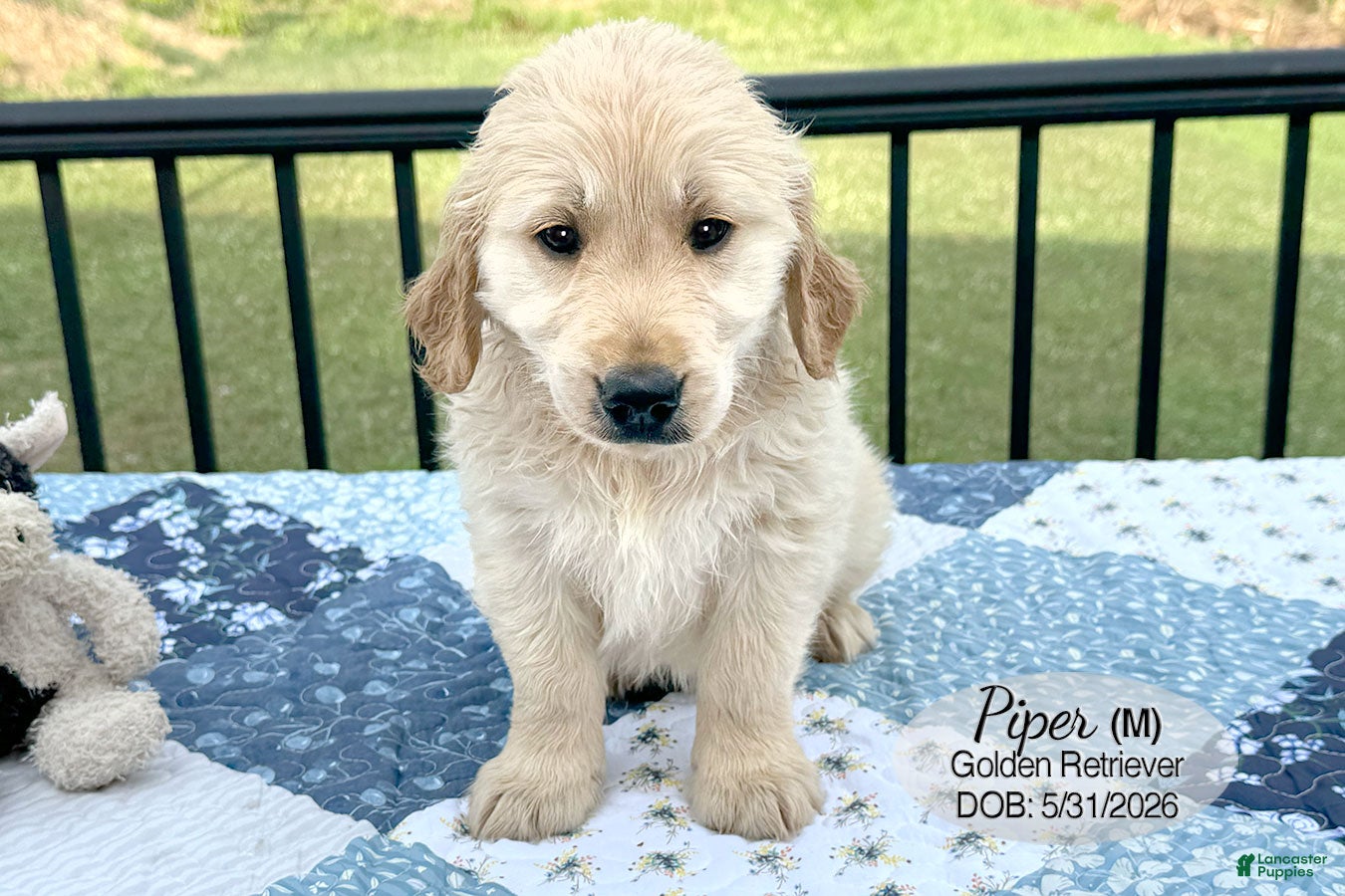 Golden Retriever dogs Prince - Ad 2