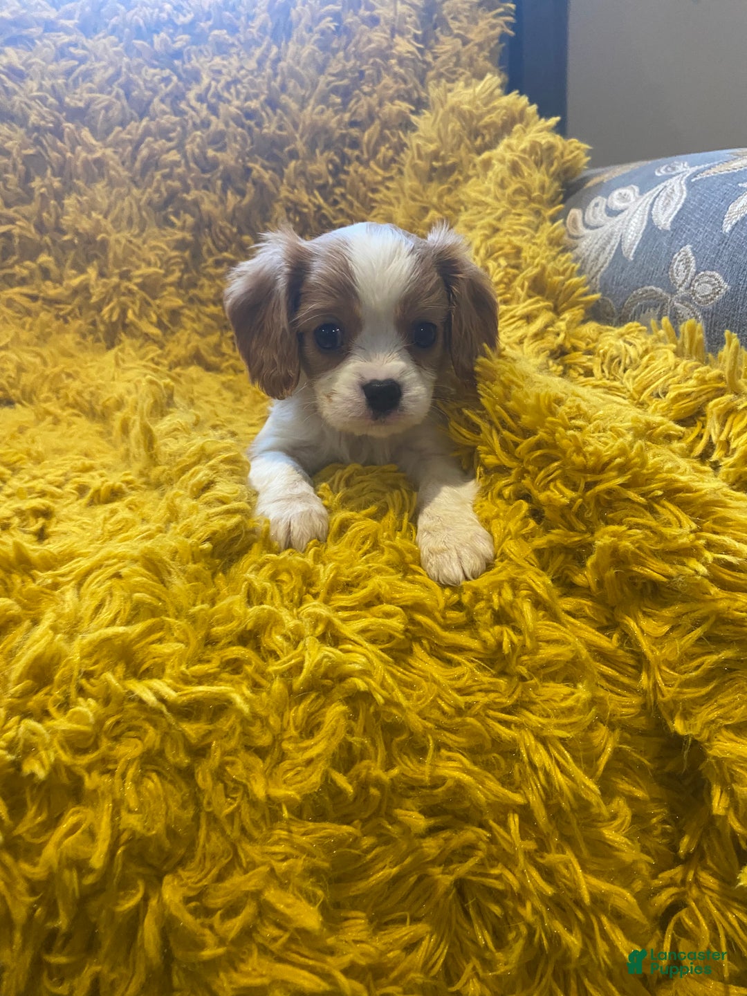 Cavalier King Charles Spaniel dogs for sale: Ollie  - Ad 1