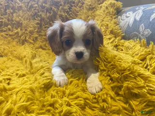 Cavalier King Charles Spaniel dogs Ollie - Ad 14
