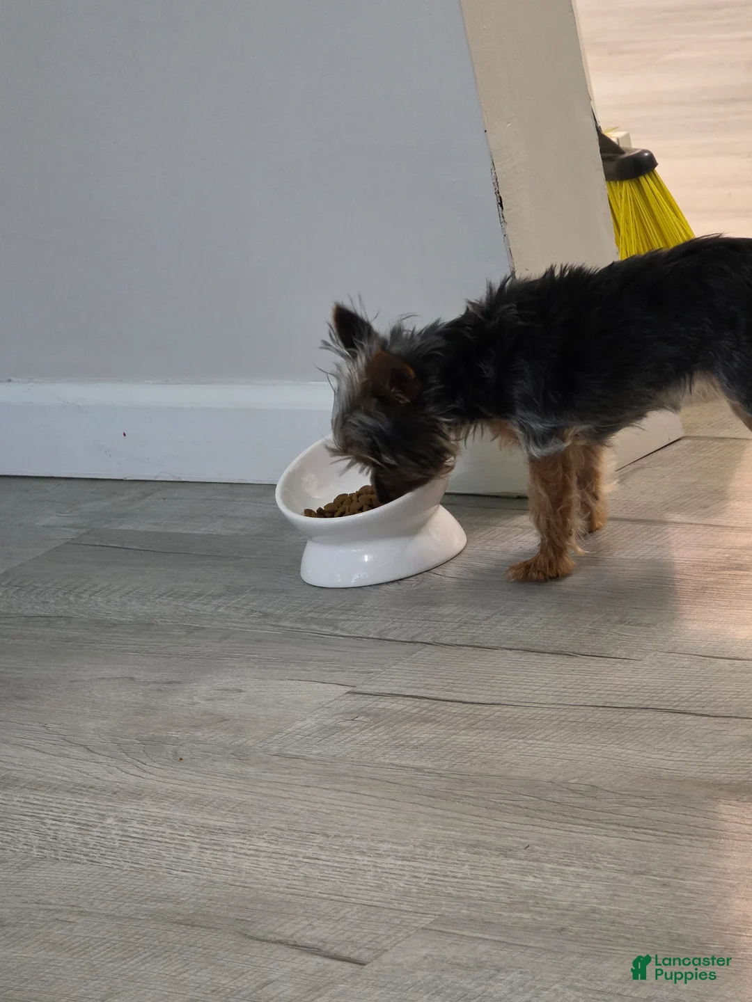 Yorkiepoo dogs for sale: Yorkiepoo Puppy 1 - Ad 2
