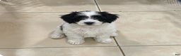 Mixed Breed dogs for sale: Muphy  - Ad 5