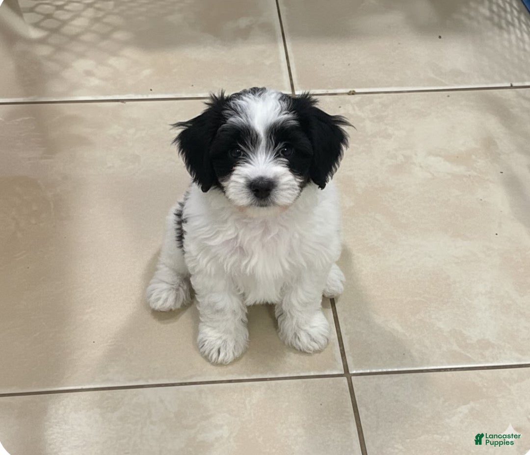 Mixed Breed dogs for sale: Muphy  - Ad 5
