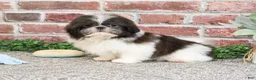 Shih Tzu dogs for sale: Aztec - Ad 2