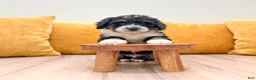Mini Bernedoodle dogs for sale: Hudson - Ad 4