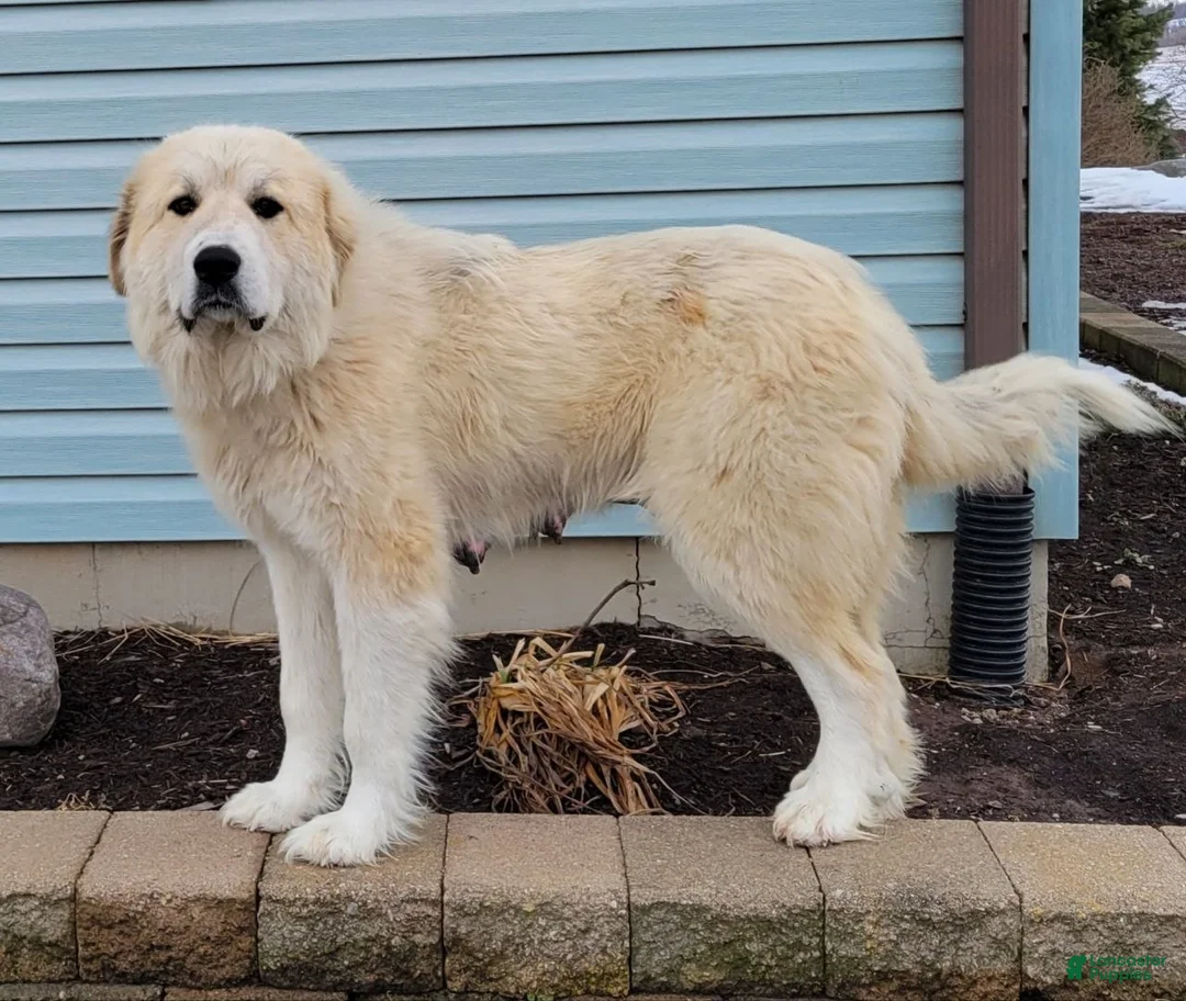 Great Pyrenees dogs for sale: Hunter - Ad 8