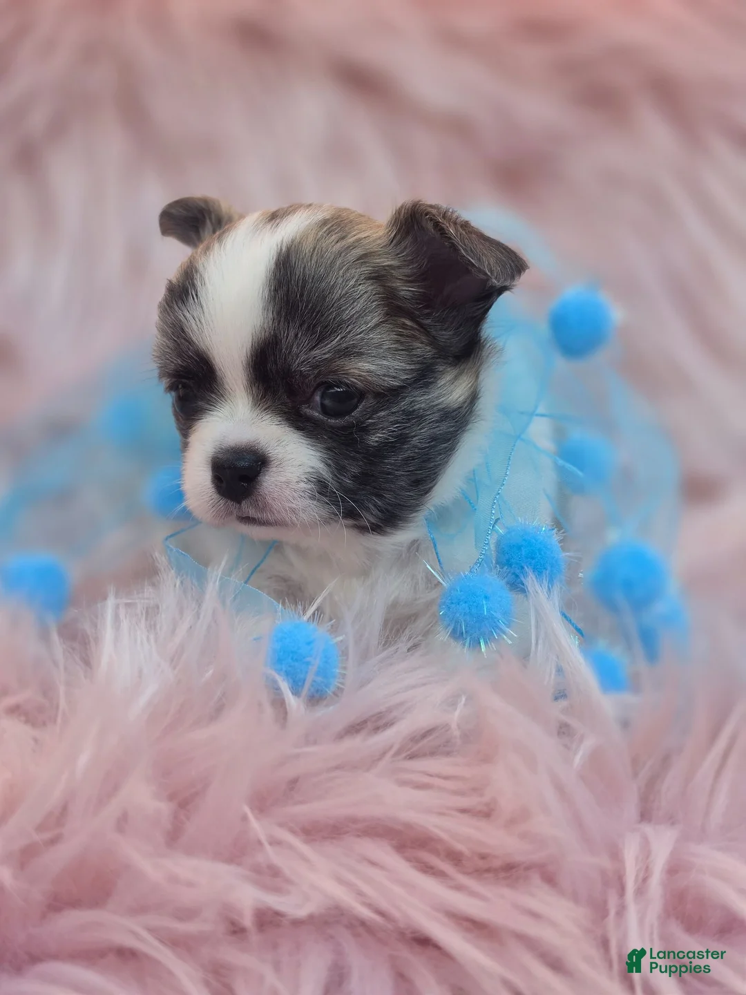 Chihuahua dogs for sale: Tyson - Ad 2