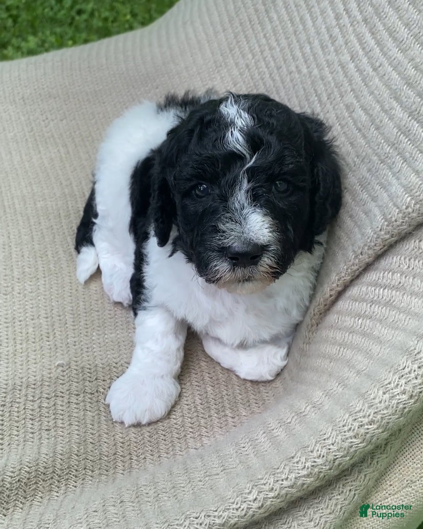 Mixed Breed dogs Beignet - Ad 2