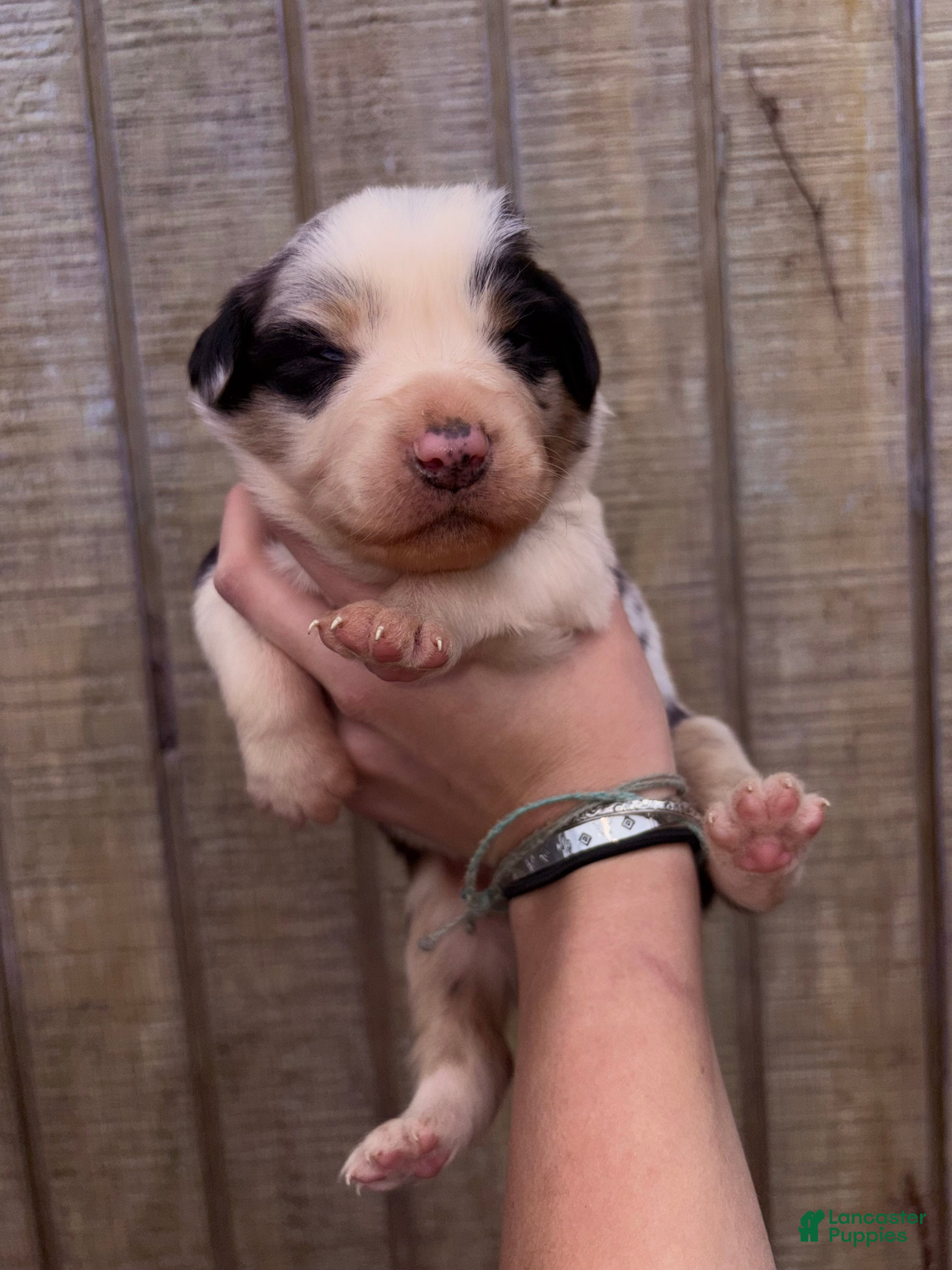 Australian Shepherd dogs Australian Shepherd Puppy 5 - Ad 21