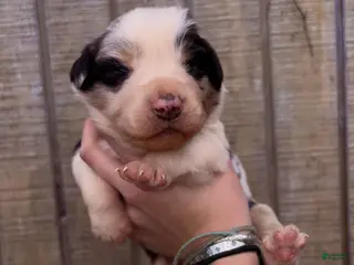 Australian Shepherd dogs Australian Shepherd Puppy 5 - Ad 21