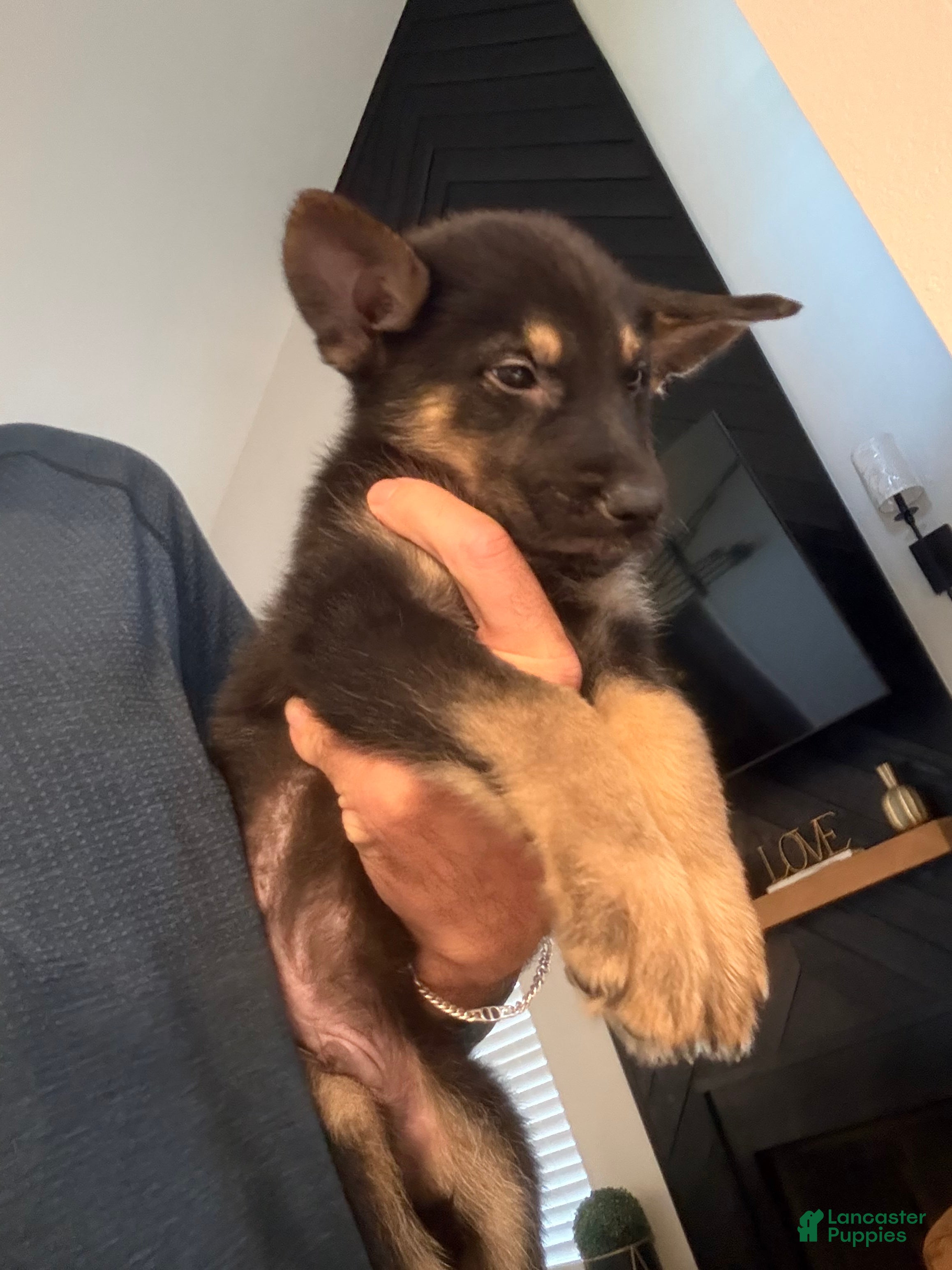 German Shepherd dogs German Shepherd 2 - Ad 1