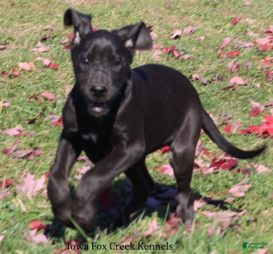 Great Dane dogs for sale: Great Dane Puppy 5 - Ad 6