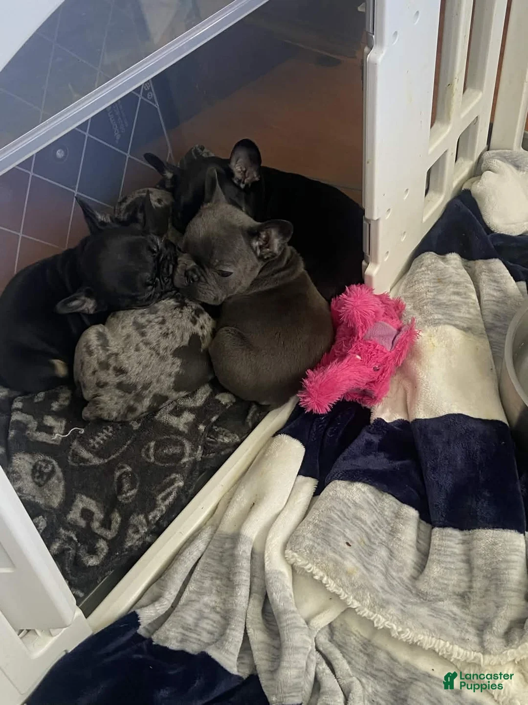 French Bulldog dogs for sale: Gremlina - Ad 5