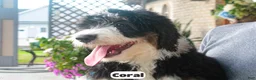 Bernedoodle dogs for sale: Coral - Ad 3