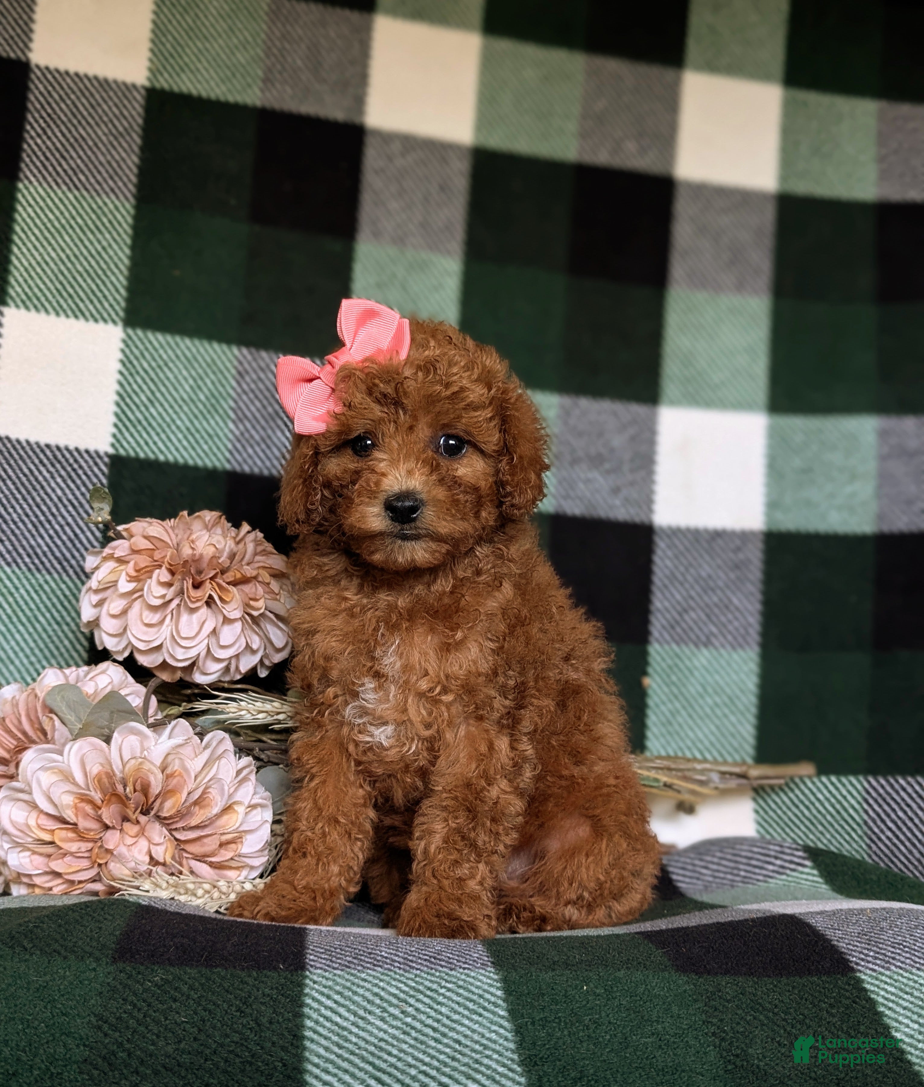 Miniature Poodle dogs Simone - Ad 22