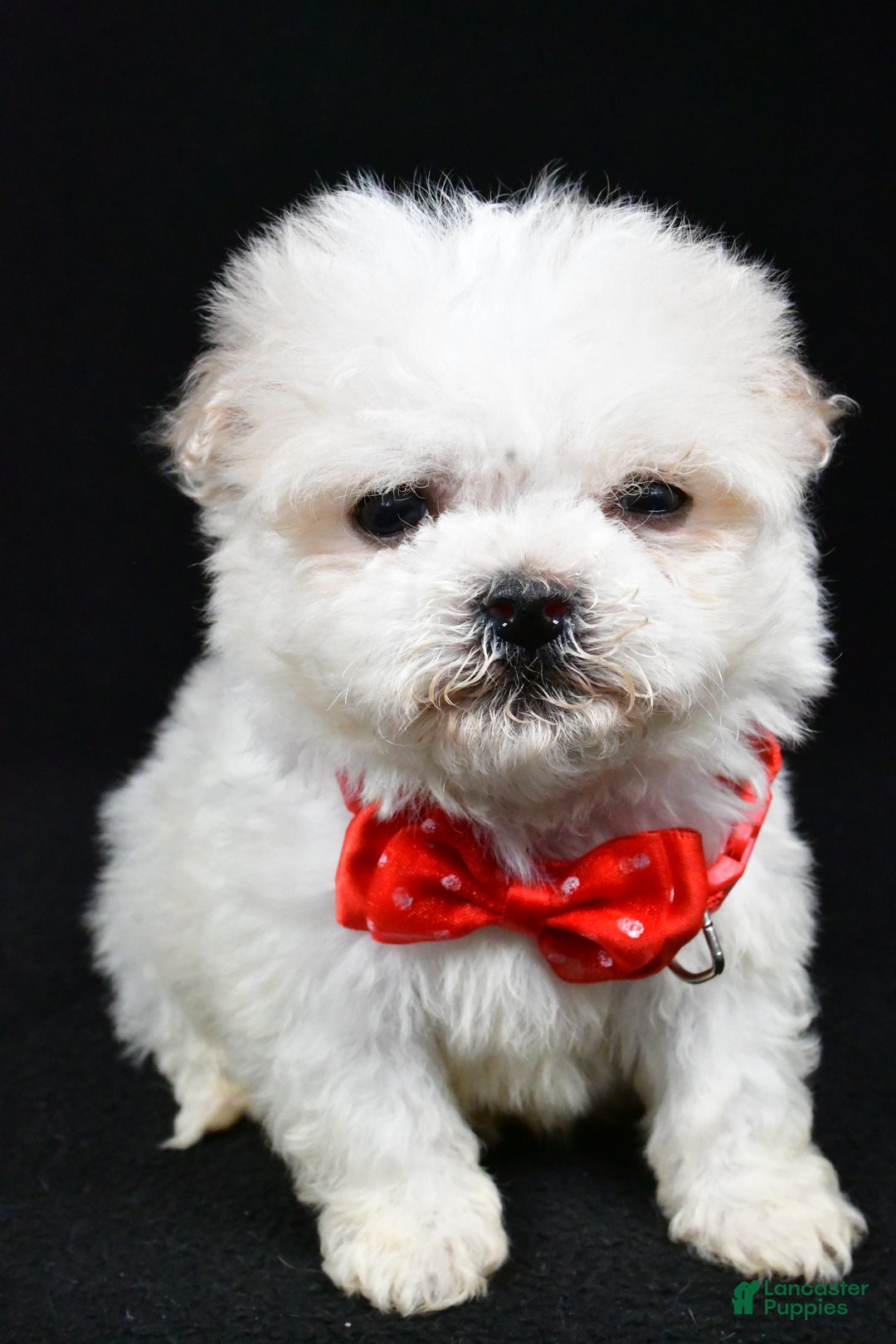 Havanese dogs for sale: Carson - Ad 5