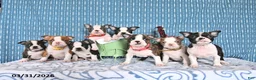 Boston Terrier dogs for sale: Patrick - Ad 5
