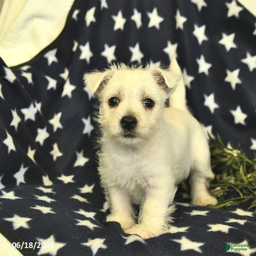 West Highland Terrier dogs Lilac  - Ad 1