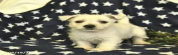 West Highland Terrier dogs for sale: Lilac  - Ad 1