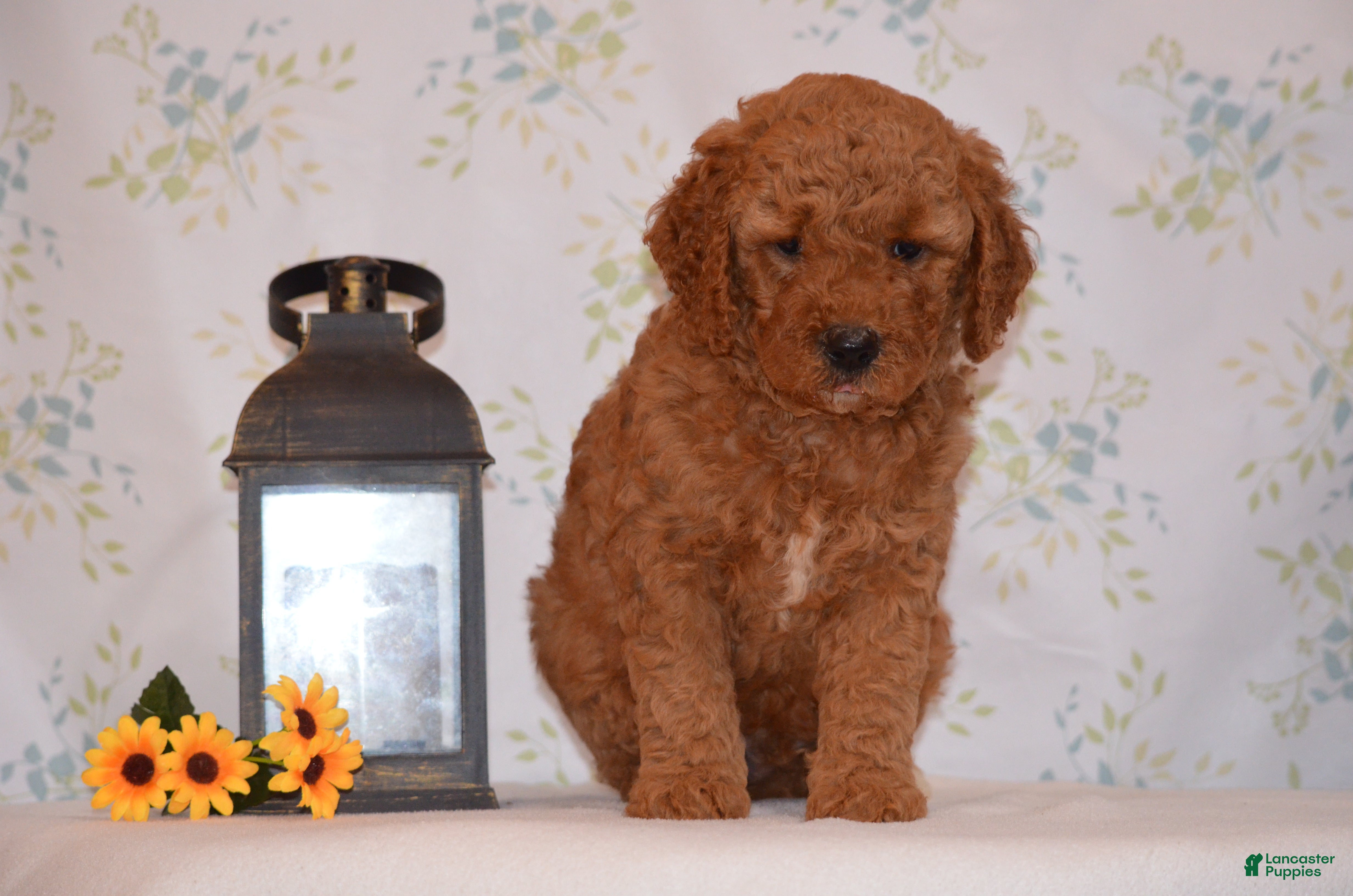 Mini Goldendoodle dogs Ace - Ad 2
