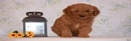 Mini Goldendoodle dogs for sale: Ace - Ad 2