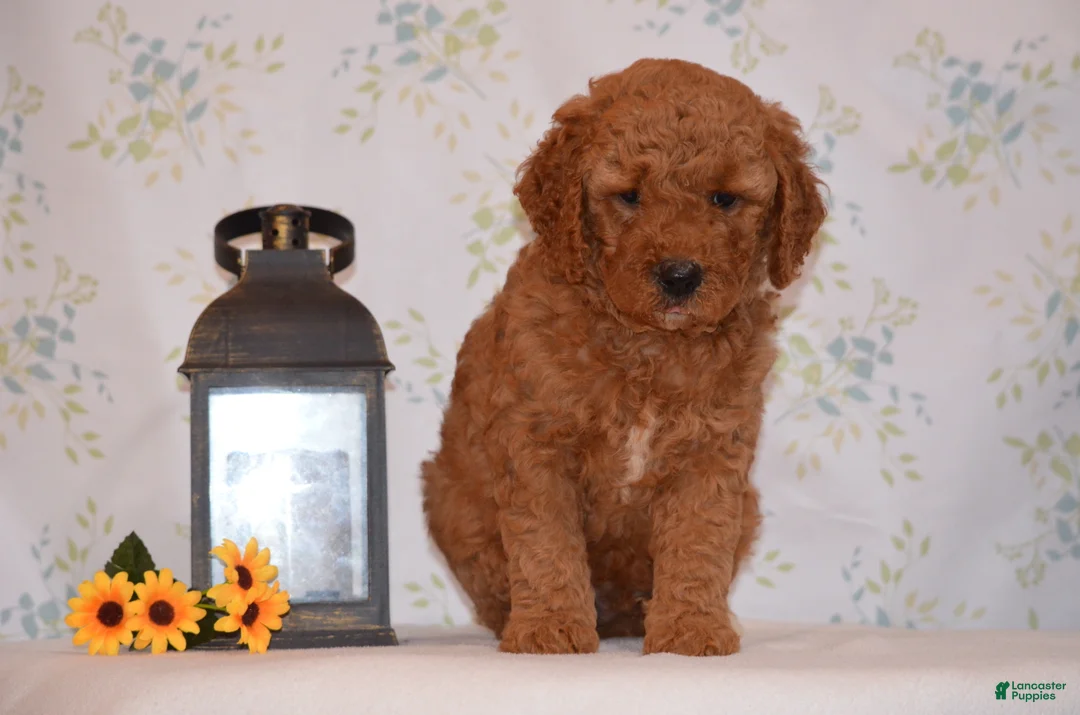 Mini Goldendoodle dogs for sale: Ace - Ad 2