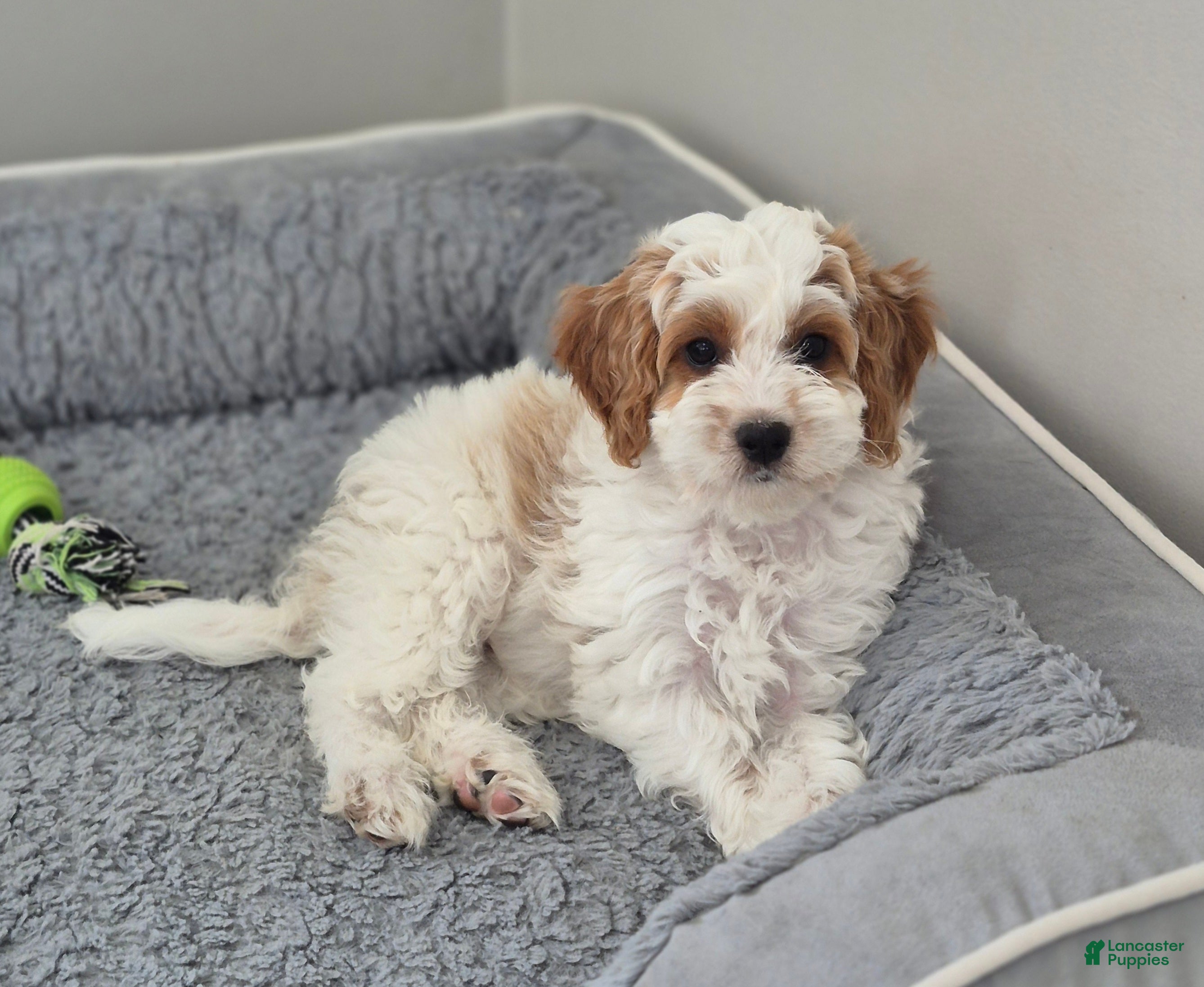Cockapoo dogs Mason - Ad 1
