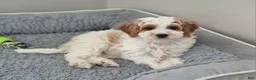 Cockapoo dogs for sale: Mason - Ad 1