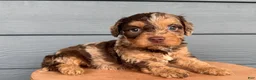 Cavapoo dogs for sale: Forrest - Ad 2