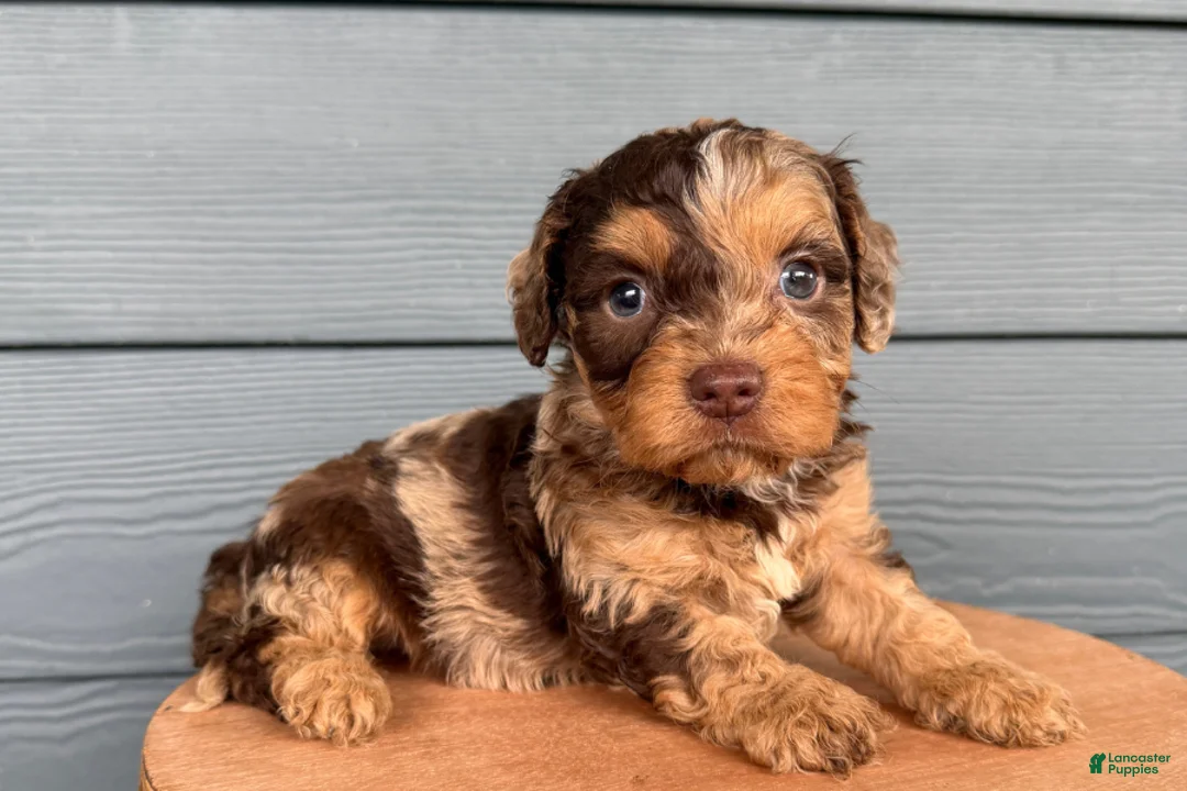 Cavapoo dogs for sale: Forrest - Ad 2