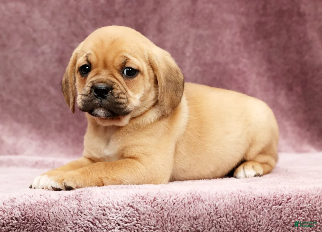 Puggle dogs for sale: Dorothy - Ad 5