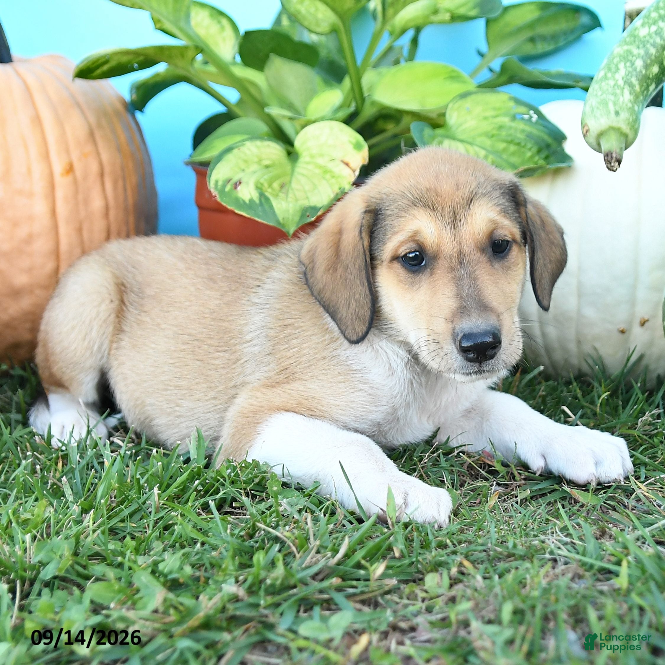 Mixed Breed dogs Rosie - Ad 2