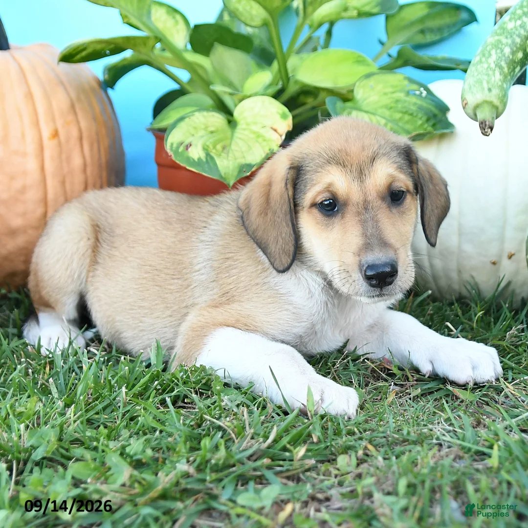 Mixed Breed dogs for sale: Rosie - Ad 2