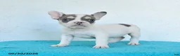 French Bulldog dogs for sale: Dotty - Ad 1