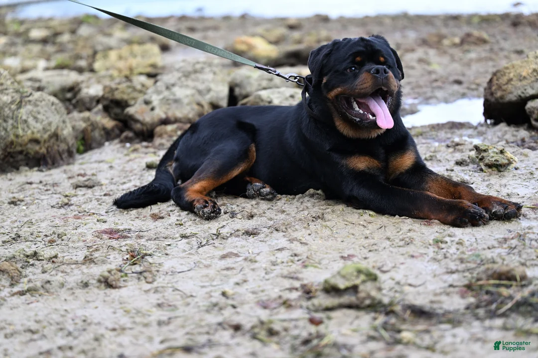 Rottweiler dogs for sale: Yoshi - Ad 14