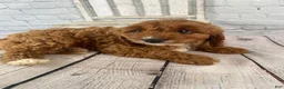 Cavapoo dogs for sale: Duke - Ad 3