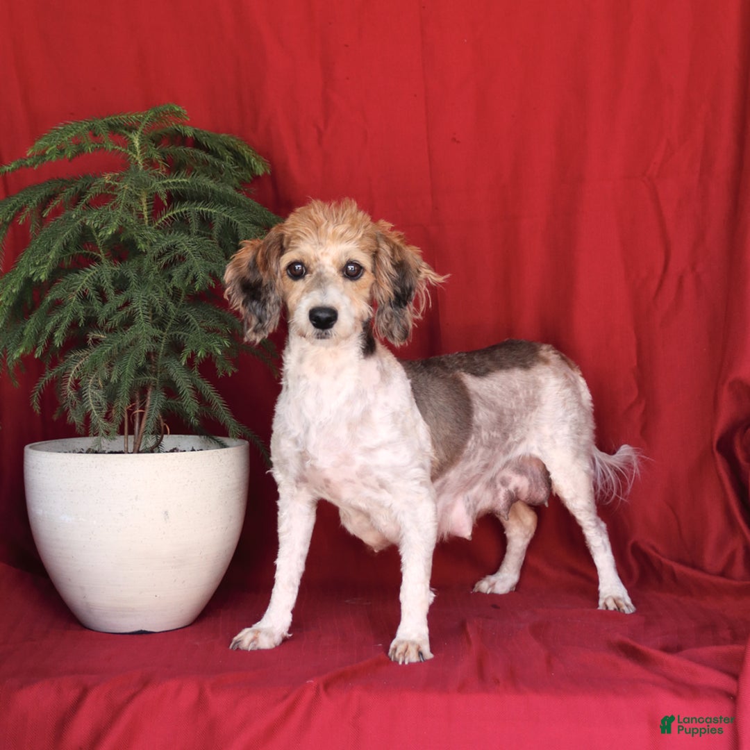 Havapoo dogs for sale: Emily - Ad 4