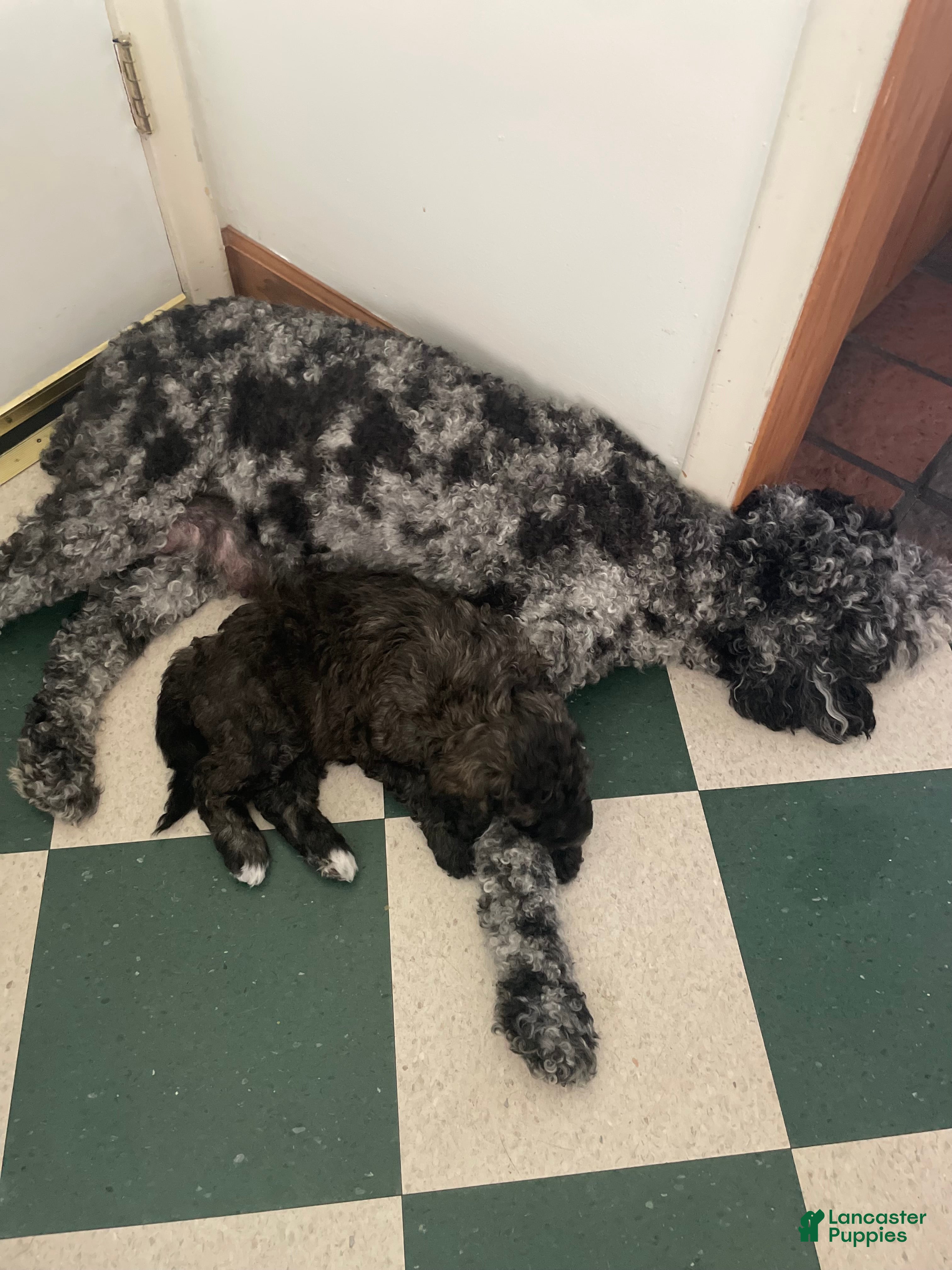 Bernedoodle dogs Kit-Kat - Ad 37