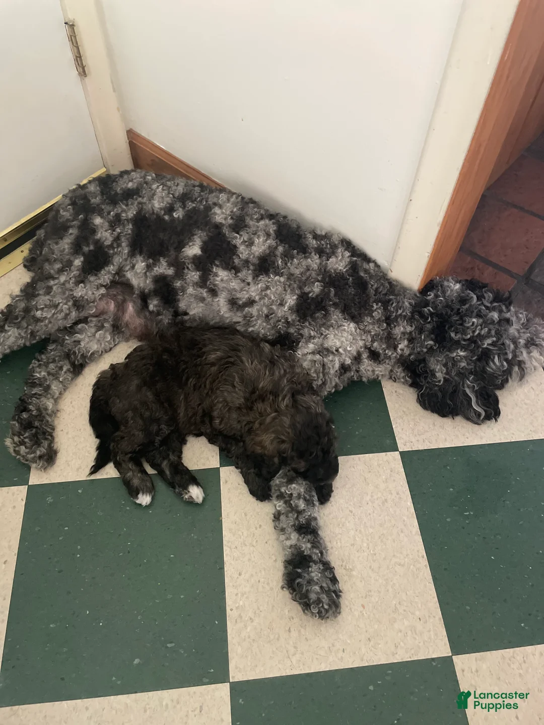 Bernedoodle dogs for sale: Kit-Kat - Ad 1