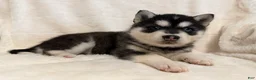Alaskan Klee Kai dogs for sale: Winter - Ad 1