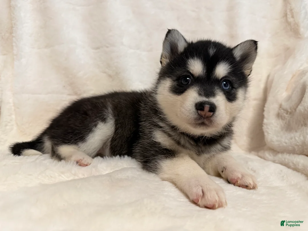Alaskan Klee Kai dogs for sale: Winter - Ad 1