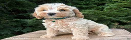 Cockapoo dogs for sale: Jackson - Ad 1